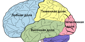 Анатомия и физиология человека