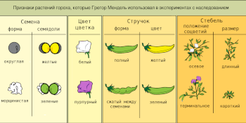 Генетика