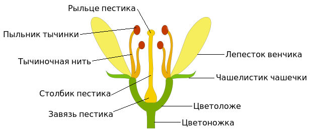 Внешнее строение цветка