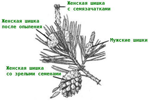 Вы точно человек?