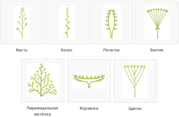 Схемы соцветий