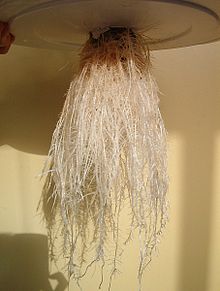 Внешний вид мочковатой корневой системы