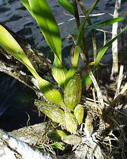 На фото орхидеи можно увидеть воздушные корни