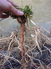 Пример растения со стерженвой корневой системой