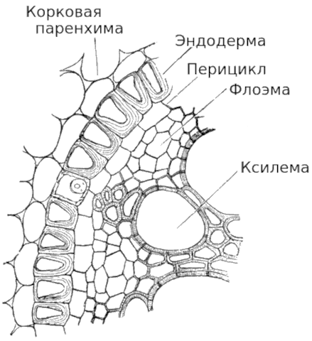 Внутреннее строение зоны проведения корня
