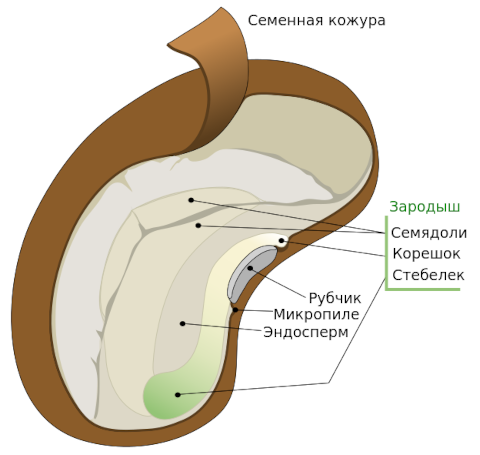 Строение семени двудольного растения