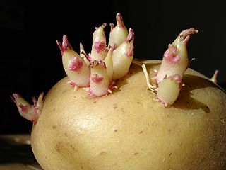 Клубень картофеля с глазками