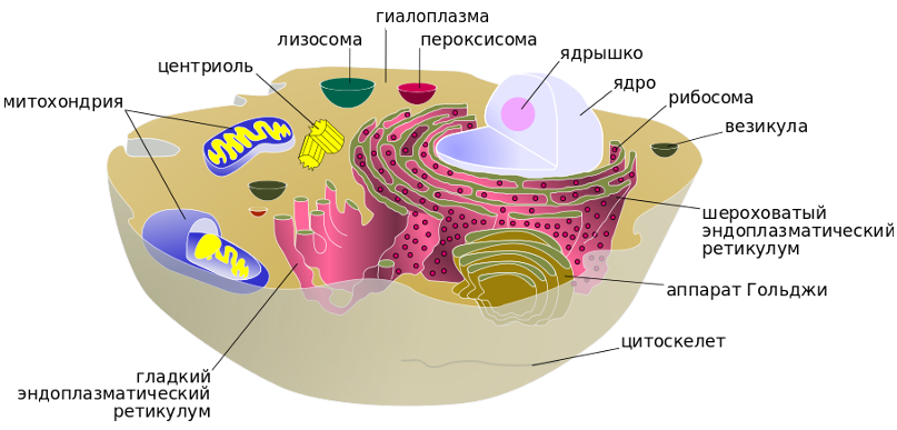 Строение клетки эукарит