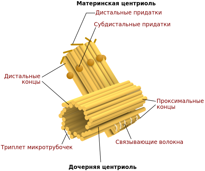 Строение клеточного центра