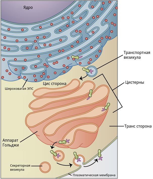 Строение и одна из функций комплекса Гольджи. Образование пузырьков Гольджи
