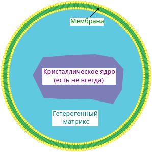 Строение пероксисомы