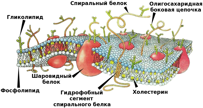 Строение клеточной мембраны