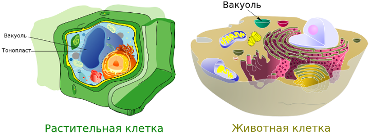 Вакуоли растений и животных