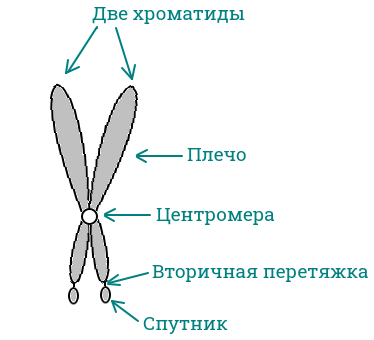 Строение хромосомы
