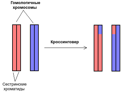 Схема кроссинговера