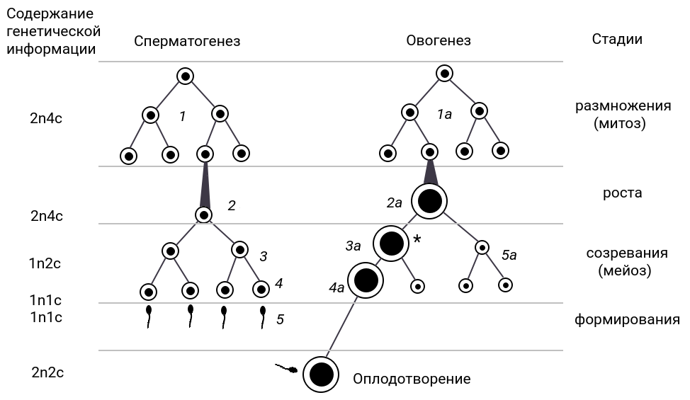 Схема гаметогенеза