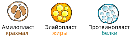 Виды лейкопласт