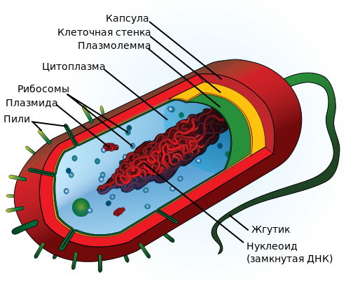 Строение прокариотической клетки