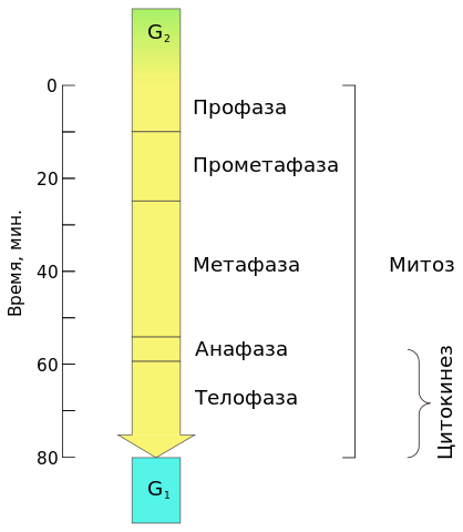 Длительность фаз митоза