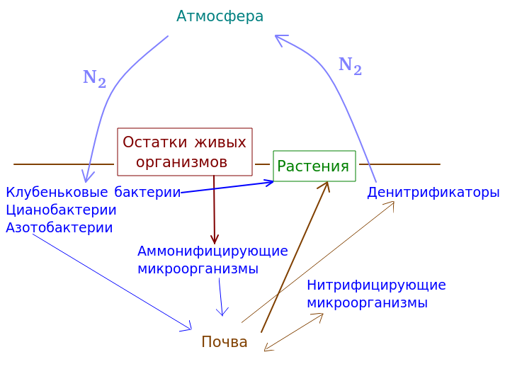 Схема круговотора азота в природе