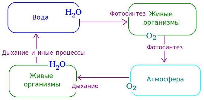Круговорот кислорода в биосфере