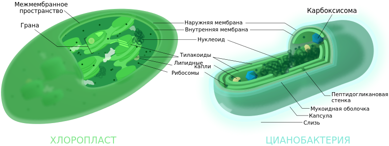 Сравнение строения хлоропласта и цианобактерии