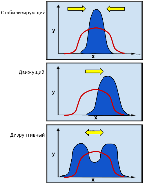 Формы естественного отбора - стабилизирующий, движущий, дизруптивный
