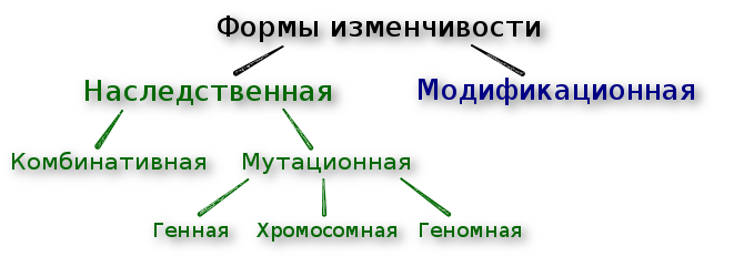 Схема форм изменчивости