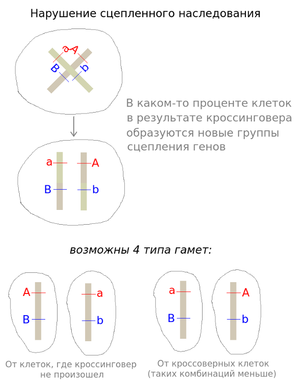 Нарушение сцепления генов в результате кроссинговера