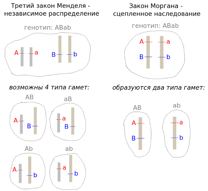 МЕНДЕЛЯ ЗАКОНЫ • Большая российская энциклопедия - электронная версия