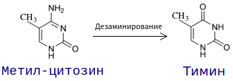 Превращение метилцитозина в тимин