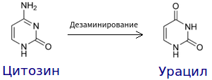Превращение цитозина в урацил