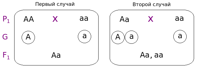 Схема моногибридного анализирующего скрещивания