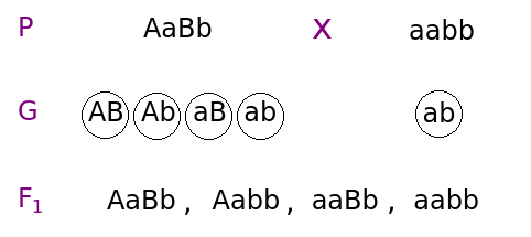 Схема дигибридного анализирующего скрещивания. Исследуемый генотип AaBb