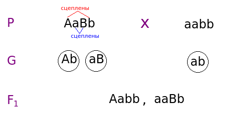 Полное сцепление доминантного и рецессивного аллелей