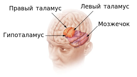 Промежуточный мозг - таламус и гипоталамус