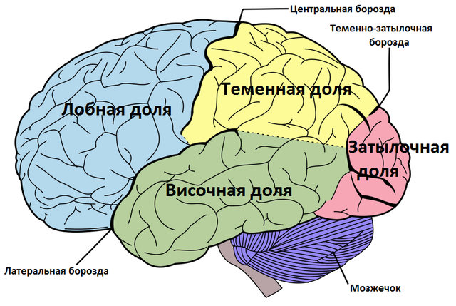 Отделы головного мозга человека и их функции | Анатомия