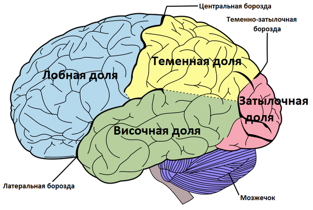 Функции мозжечка