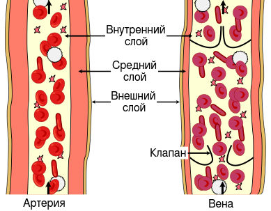 Строение артерий и вен
