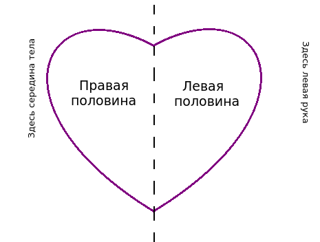 Схема сердца