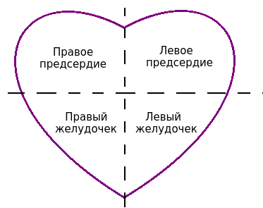 Предсердия и желудочки сердца