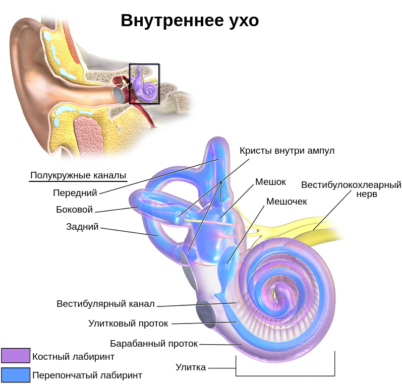 Строение внутреннего уха