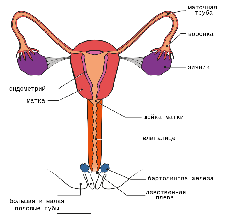 Название органов женской половой системы. Женская анатомия половая/система анатомия. Строение женской половой системы. Строение женских.половых органов. Мужские и женские половые органы.