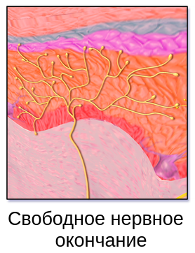 Осязание. Кожные рецепторы