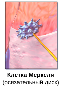 Клетка Меркеля