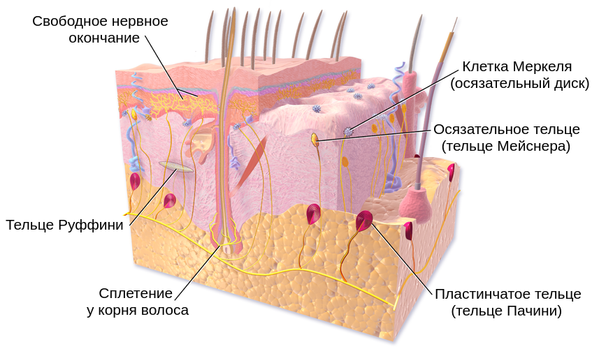 Кожа: какие у нее функции и строение?