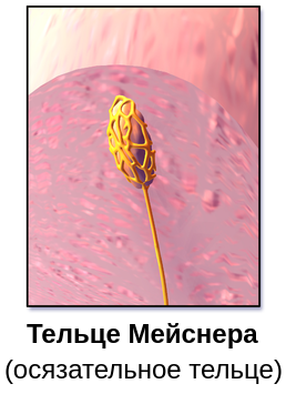 Тельце Мейснера