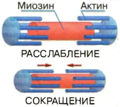 Взаимодействие актина и миозина