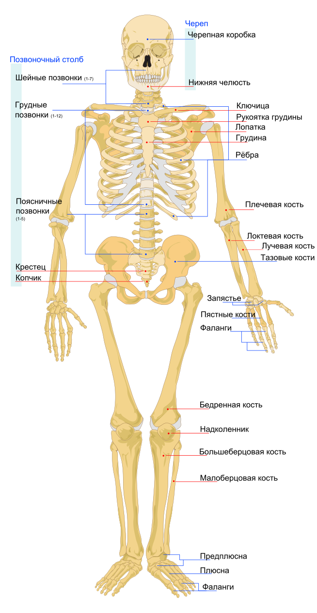 Строение автономной нервной системы