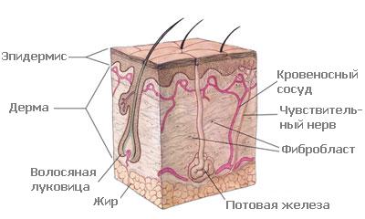 Строение кожи